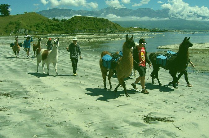 Llama Trek (Half-day) - Kaikoura Bay, Beaches & Seal Colony - Who Should Consider This Tour?