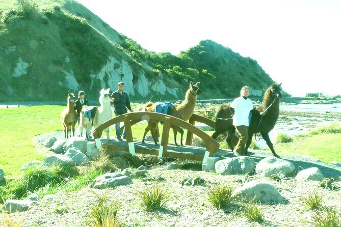 Llama Trek (Half-day) - Kaikoura Bay, Beaches & Seal Colony - The Sum Up