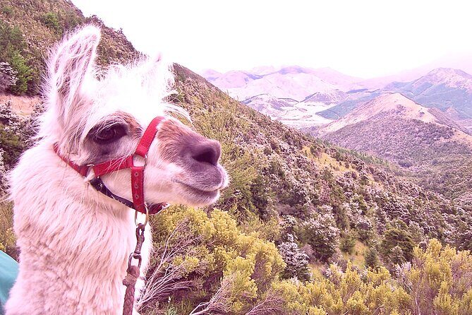Llama Trek (Taster) - Kowhai River Valley and Native Woodland Tour - Introducing the Llama Trek (Taster) in Kaikoura