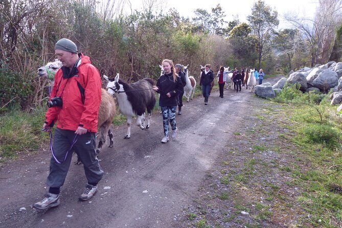 Llama Trek (Taster) - Kowhai River Valley and Native Woodland Tour - Who should consider this tour?