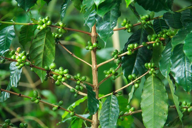 Local Coffee Tasting and Cultural Experience - Key Points