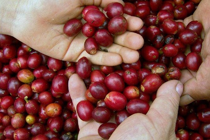 Local Coffee Tasting and Cultural Experience - Who Will Love This Tour?