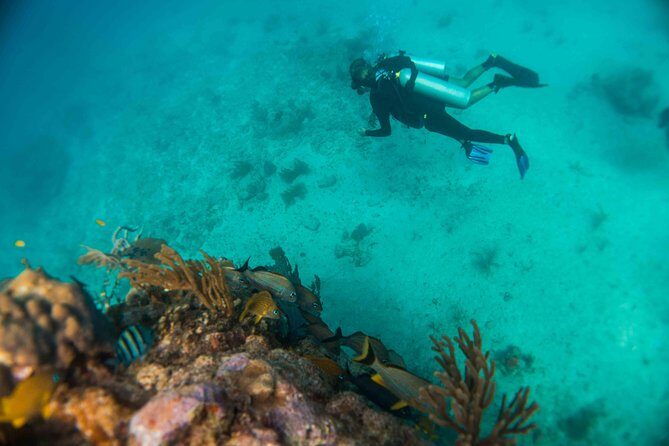 Local Dive in Playa del Carmen - Pricing and Value