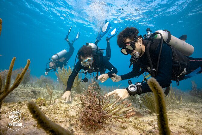 Local Dive in Playa del Carmen - Who Should Book This Tour?