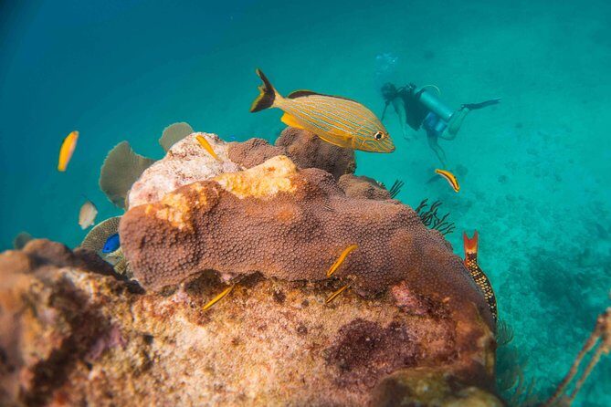 Local Dive in Playa del Carmen - The Sum Up