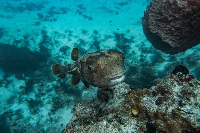Local Dive in Playa del Carmen - FAQ