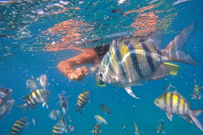 Local Excursion | Paradise Island Punto Rucia & snorkeling - Key Points
