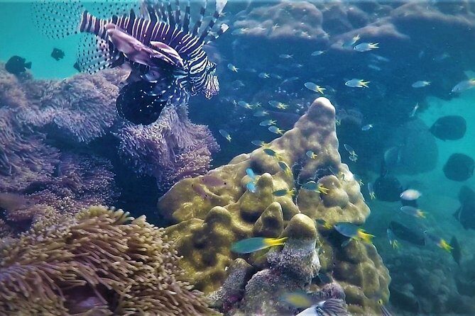 Local Reef Snorkelling and Deserted Beach - Key Points