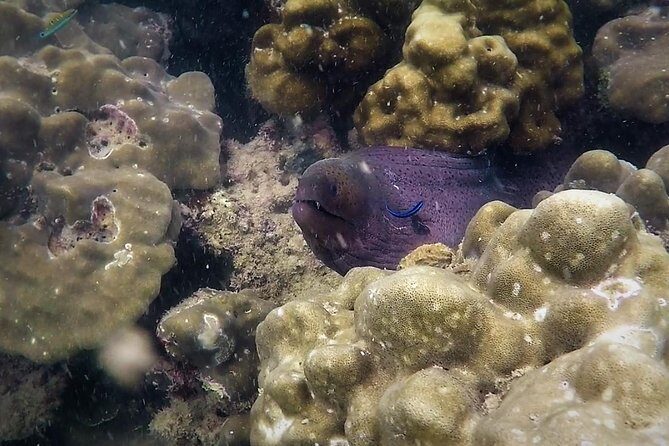 Local Reef Snorkelling and Deserted Beach - A Closer Look at the Tour Experience