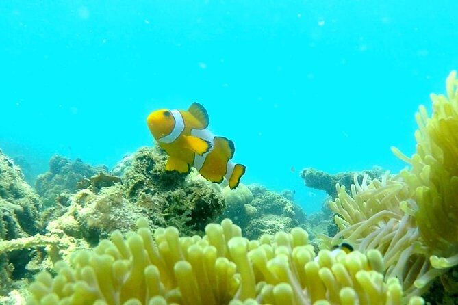 Local Reef Snorkelling and Deserted Beach - The Downside: Natural Variability