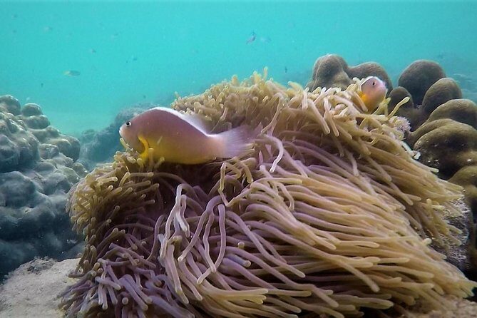 Local Reef Snorkelling and Deserted Beach - Who Will Love This Tour?