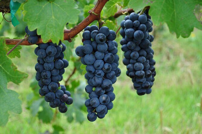 Local Vineyard Tour & Wine Tasting at the Independence Valley - Genuine Traveler Insights