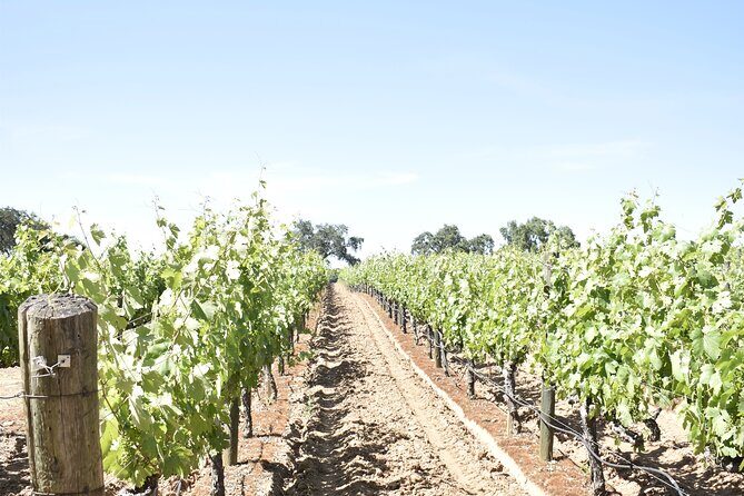 Lodi wine tasting tours Customized private 1 to 14 passenger - Frequently Asked Questions