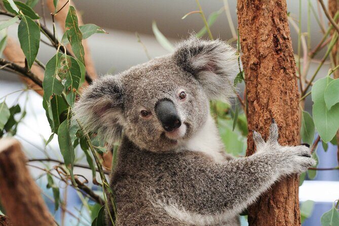 Lone Pine Koala Sanctuary Day Pass - Key Points