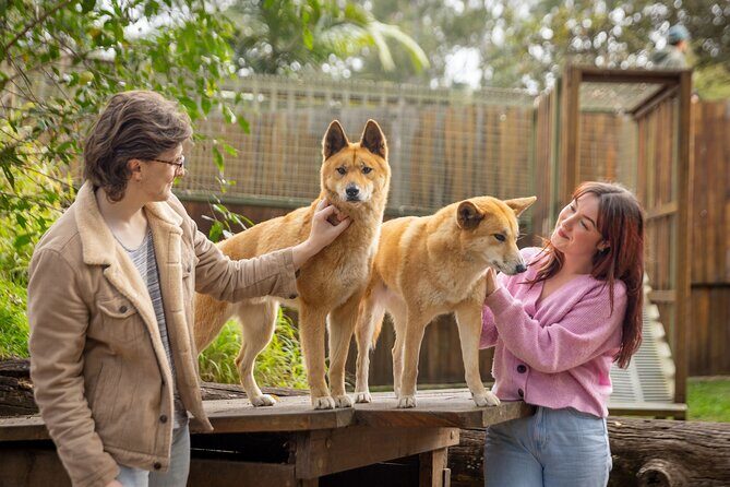 Lone Pine Koala Sanctuary Day Pass - An In-Depth Look at the Lone Pine Koala Sanctuary Experience