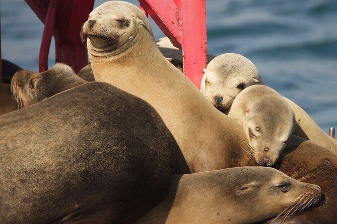 Long Beach Harbor 45-Minute Boat Tour - A Closer Look at the Tour Itinerary