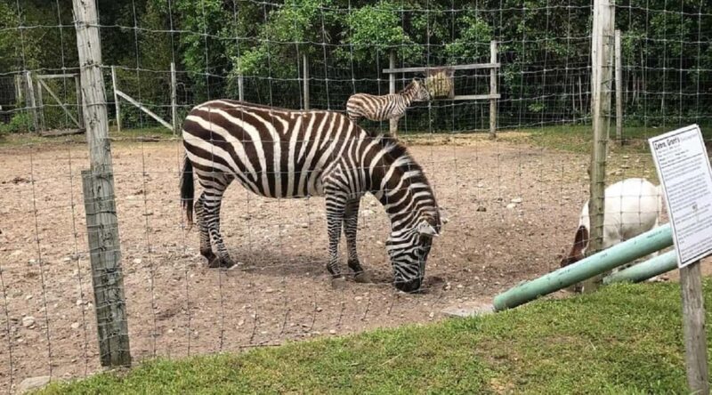 Long Island Farm & Vanderbilt Planetarium Tour|Kids 50% Off - The Experience: What You Might Expect