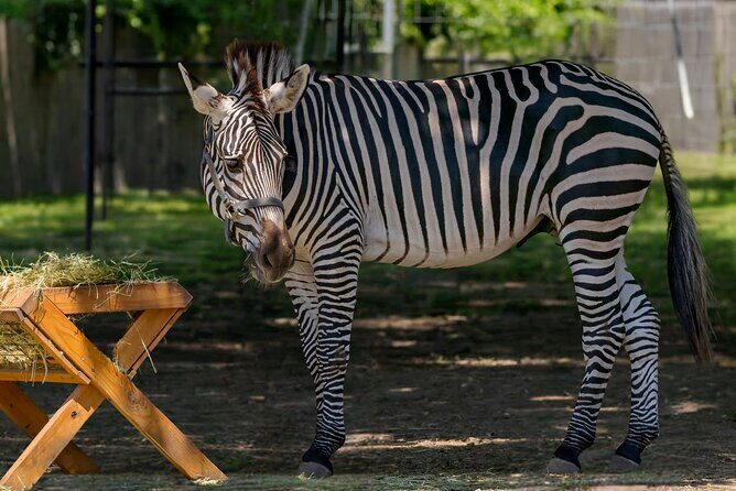 Long Island Farm & Wildplay Jones Beach Tour | Kids 50% Off - First Stop: Long Island Game Farm - Wildlife Park & Children’s Zoo