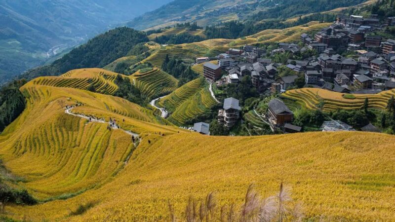 Longji Rice Terraces: 1-Day Private Tour - FAQ