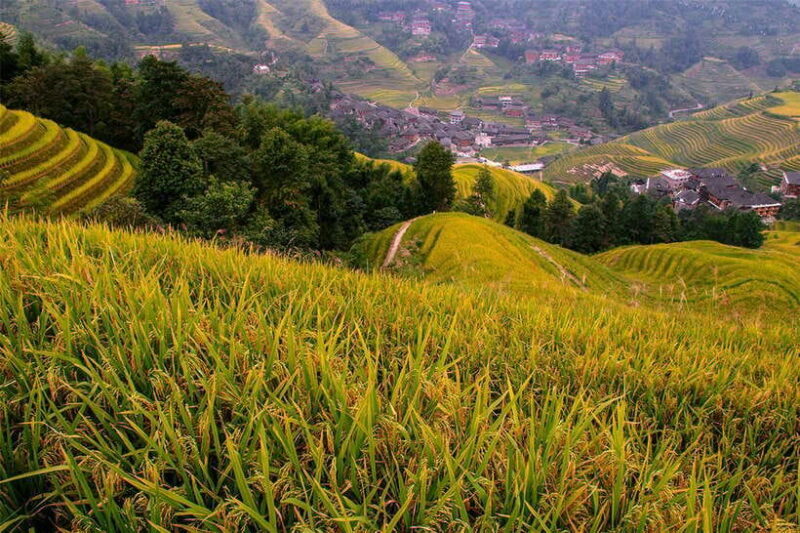Longsheng Ethnic Minority & Rice Terraces Full-Day Tour - What Travelers Say: Authentic Feedback