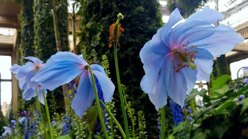 Longwood Gardens Holiday Lights Tour from Philadelphia - FAQ