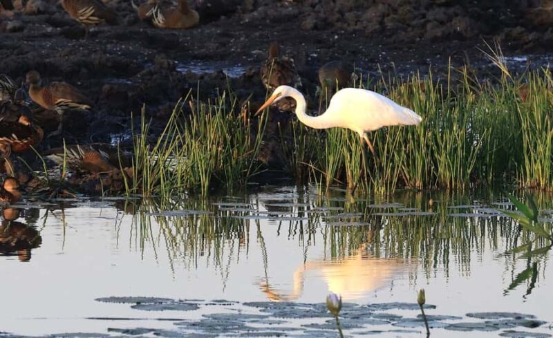 LookAbout Darwin Wetlands Wildlife Premium Tour Max 6 Guests - Introduction to the Tour
