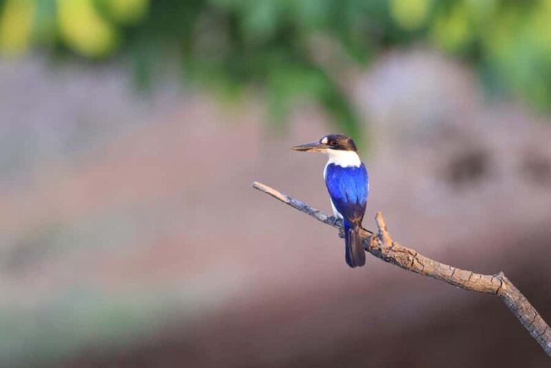 LookAbout Darwin Wetlands Wildlife Premium Tour Max 6 Guests - The Itinerary: What to Expect