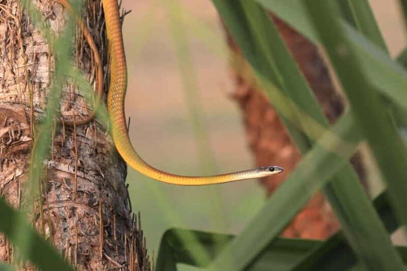 LookAbout Darwin Wetlands Wildlife Premium Tour Max 6 Guests - What Sets This Tour Apart?