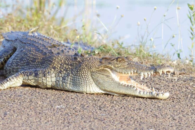 LookAbout Darwin Wetlands Wildlife Premium Tour Max 6 Guests - The Smaller Details That Matter