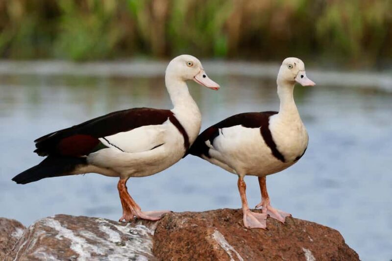 LookAbout Darwin Wetlands Wildlife Premium Tour Max 6 Guests - Authenticity and Local Culture
