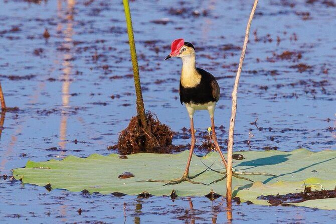LookAbout Darwin, Wetlands & Wildlife Premium Tour - Max 6 Guests - An In-Depth Look at the Tour Experience