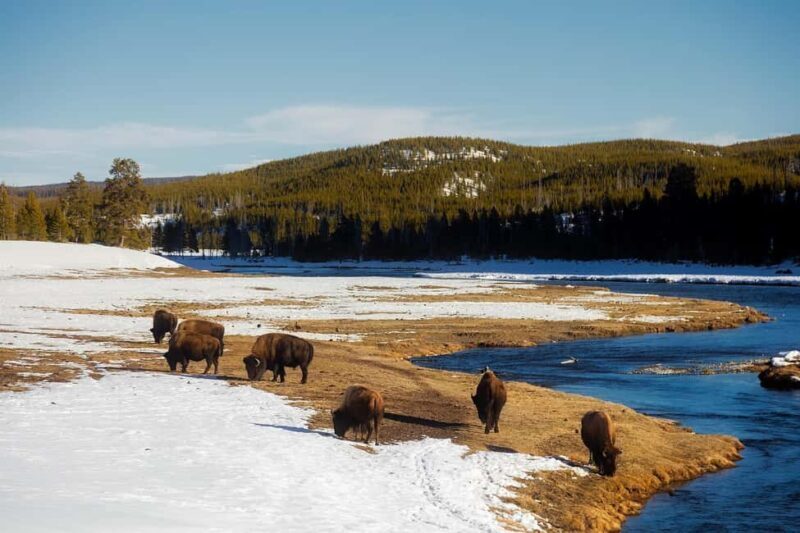Los Angeles: 7-Day Small Group Yellowstone Tour Round Trip - Transportation and Group Size