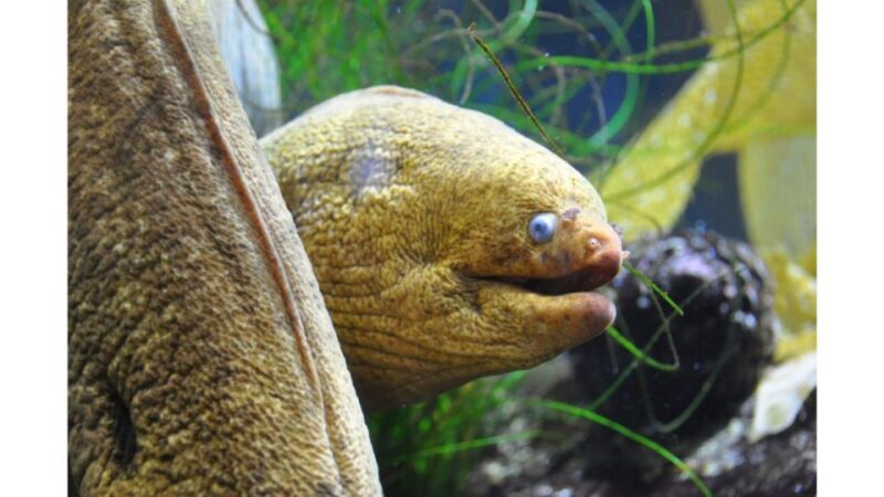 Los Angeles: Heal The Bay Aquarium in Santa Monica - Key Points