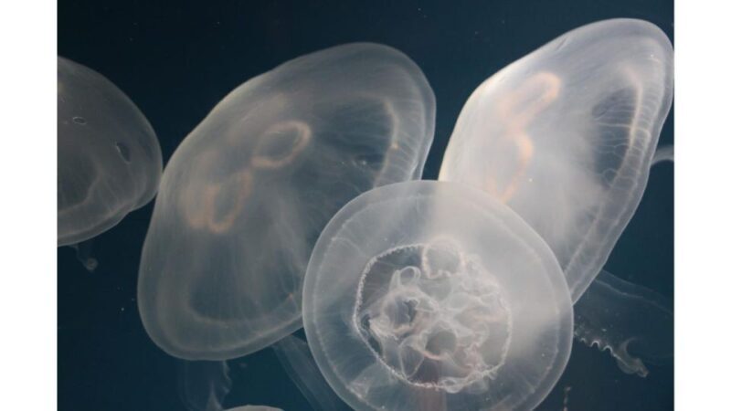 Los Angeles: Heal The Bay Aquarium in Santa Monica - An In-Depth Look at Heal The Bay Aquarium