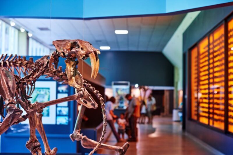 Los Angeles: La Brea Tar Pits Museum Ticket - The Location and Getting There