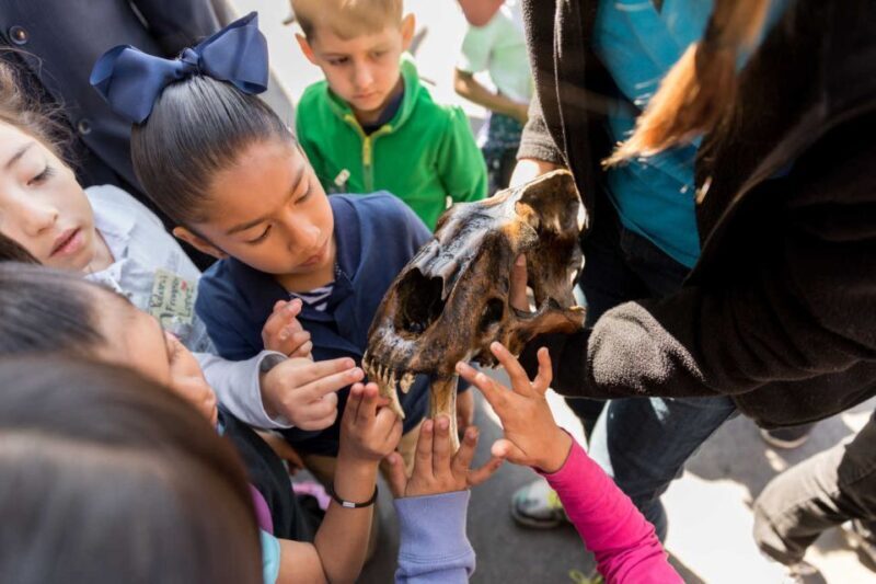 Los Angeles: La Brea Tar Pits Museum Ticket - The Fossil Lab and Display Highlights