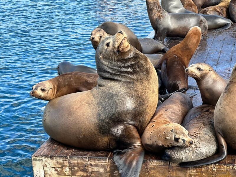 Los Angeles: Redondo Beach Glass Bottom Boat Cruise - The Sum Up
