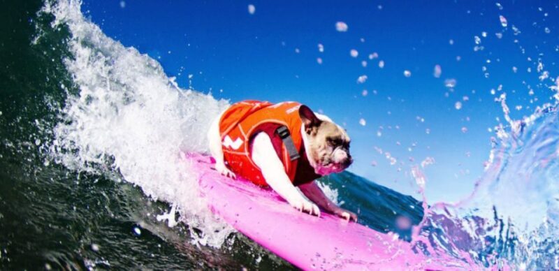 Los Angeles: Surfing Lesson in Venice Beach - Breaking Down the Itinerary