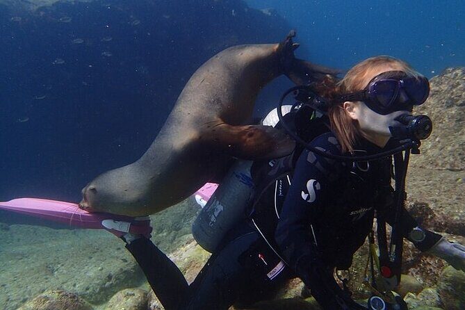 Los Cabos 1 tank dive to Lands End (Certified Divers) - What’s Included and What’s Not