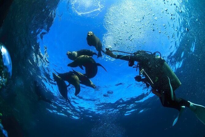 Los Cabos 1 tank dive to Lands End (Certified Divers) - Practicalities and Booking