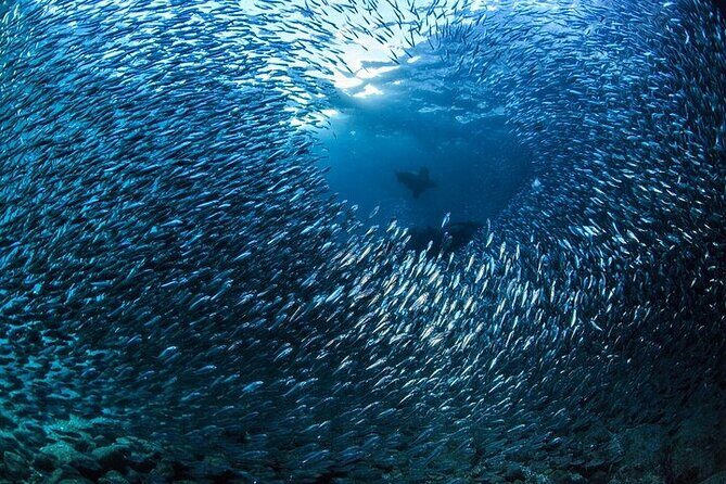Los Cabos 1 tank dive to Lands End (Certified Divers) - Authentic Encounters and Review Highlights