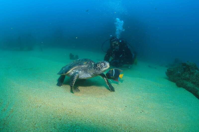 Los Cabos 3-Hour Certified Scuba Diving Tour - Key Points