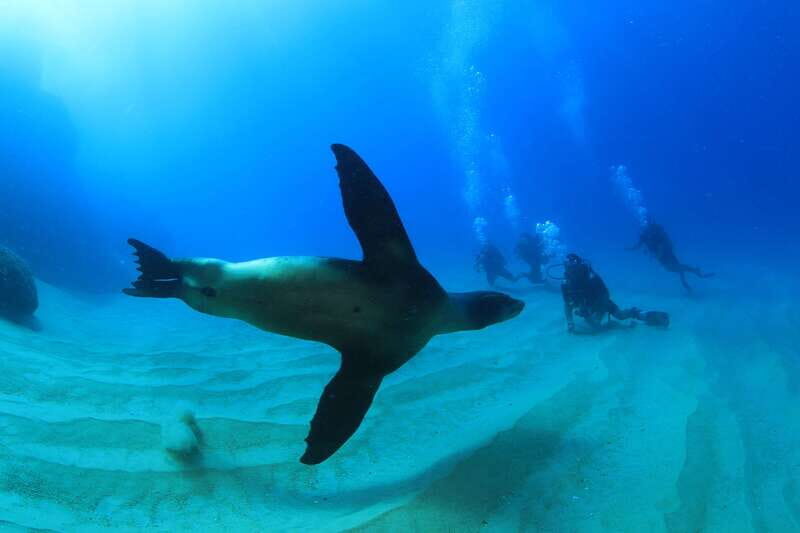 Los Cabos 3-Hour Certified Scuba Diving Tour - The Experience Overview