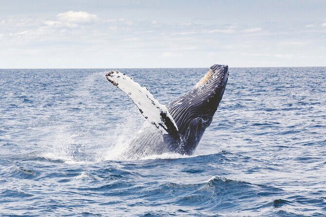 Los Cabos All Included Whale Watching Experience - The Value of This Whale Watching Tour