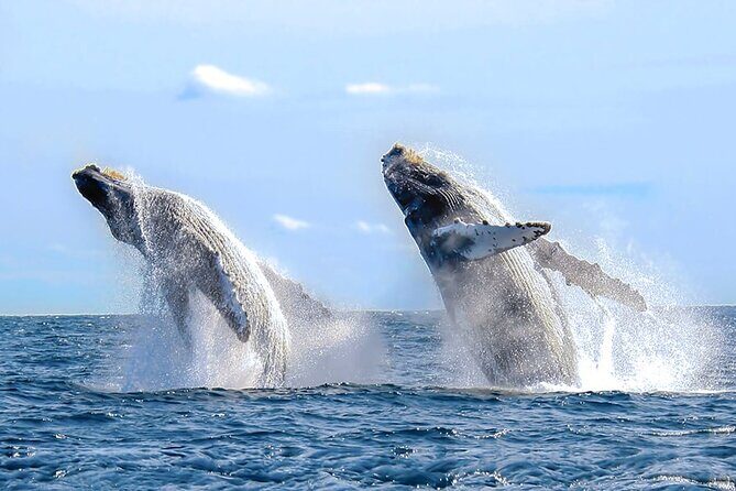 Los Cabos All Included Whale Watching Experience - Authentic Traveler Feedback