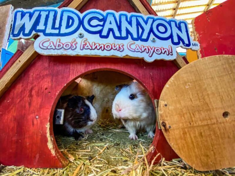 Los Cabos: Animal Encounter & Aqua Park Adventure - FAQ