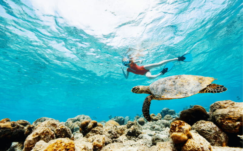 los cabos arch tour & drinks +snorkel tour - Who Will Love This Tour?
