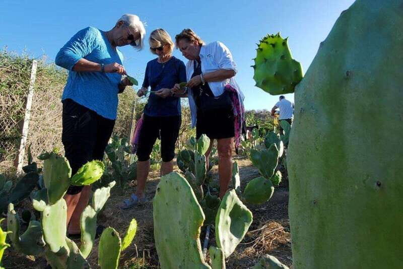 Los Cabos: Azteca Cactus Taco Farm to Table Cooking Class - An In-Depth Look at What to Expect
