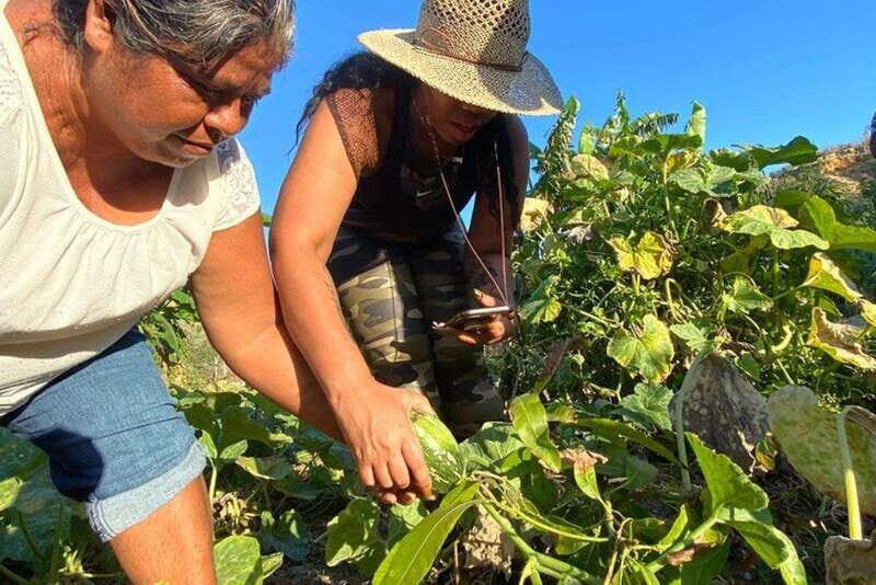 Los Cabos: Azteca Cactus Taco Farm to Table Cooking Class - Analyzing the Value