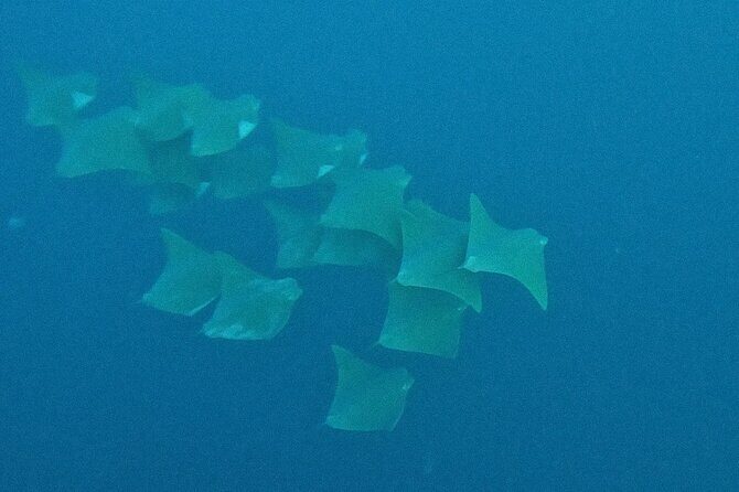 Los Cabos Beginner Scuba Dive Experience - Who Will Love This Experience?